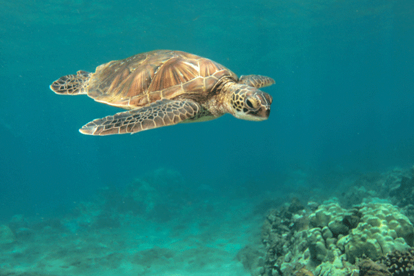 Calypso Deluxe Molokini & Turtle Snorkel 5