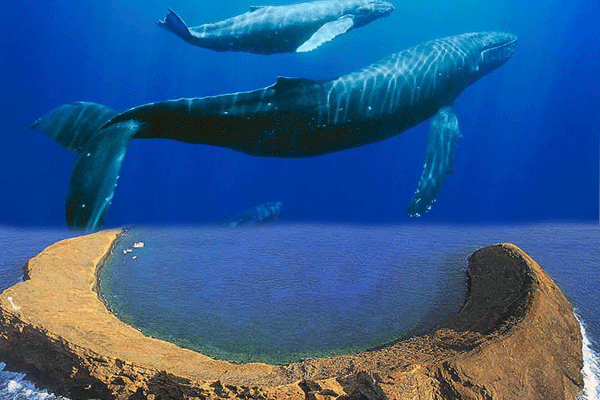 Blue Water Rafting Molokini Snorkel & Whale Watch – Kihei (2.5 Hours) 1