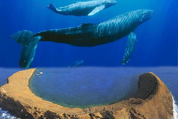 Blue Water Rafting Molokini Snorkel & Whale Watch – Kihei (2.5 Hours)