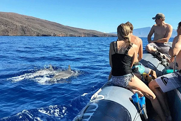 Hawaii Ocean Rafting Dolphin Watch Lahaina (2-Hr)