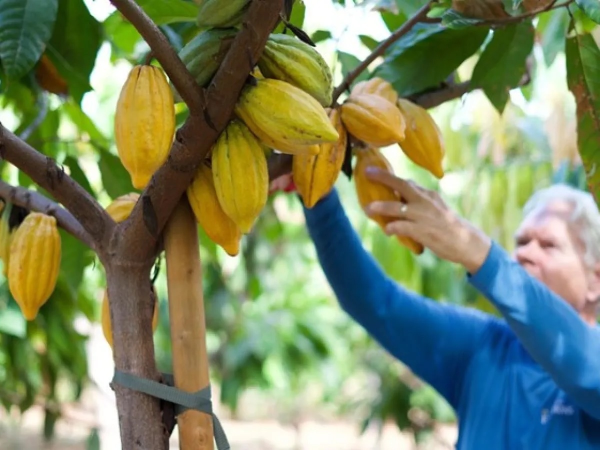 Chocolate Tasting & Maui Cacao Farm Tour 3