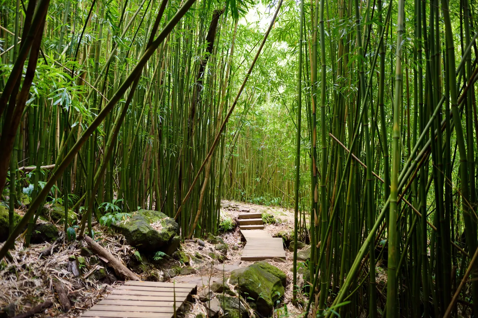 The Ultimate Road to Hana (Maui) Guide for 2026