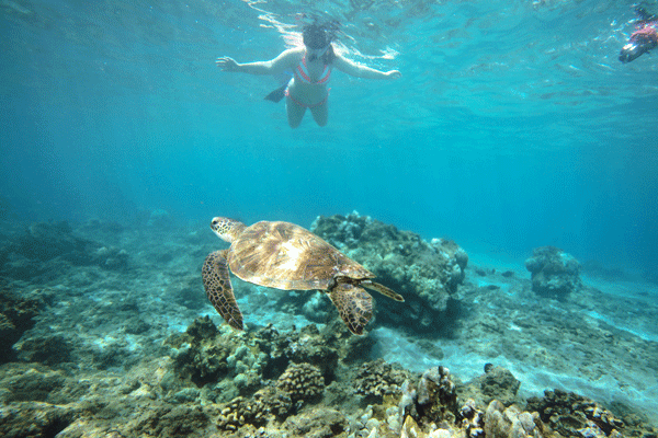 Calypso Deluxe Molokini & Turtle Snorkel 4