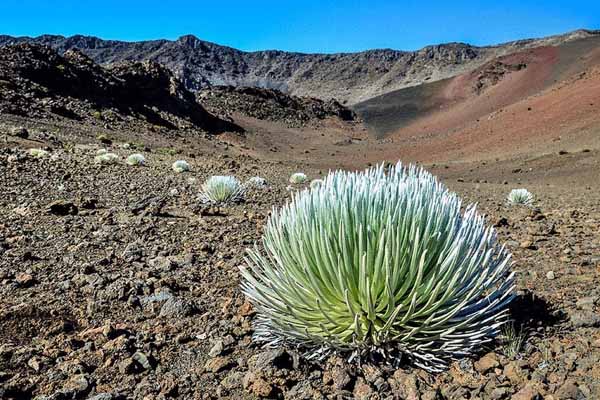 PolyAd’s Best of Maui – Haleakala, Iao Valley & Upcountry 2