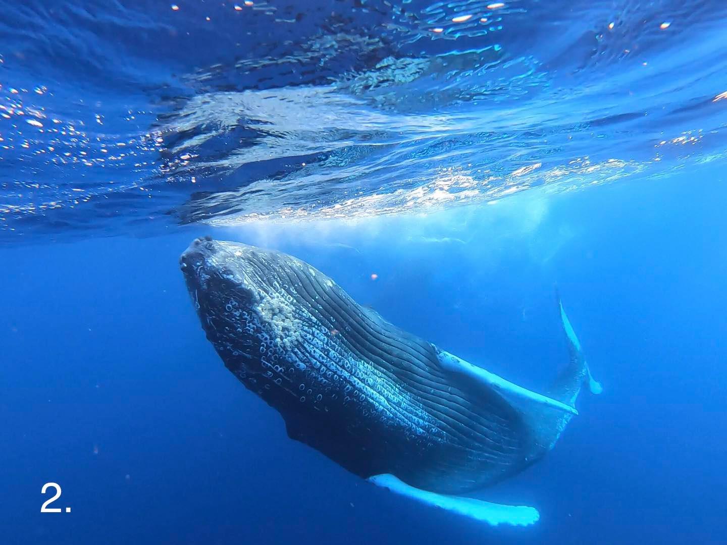 Ultimate Whale Watch Lahaina (2 hours) Maximum 28 Pax 2