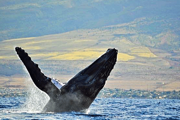 Quicksilver Whale Watch Maalaea Specials 3
