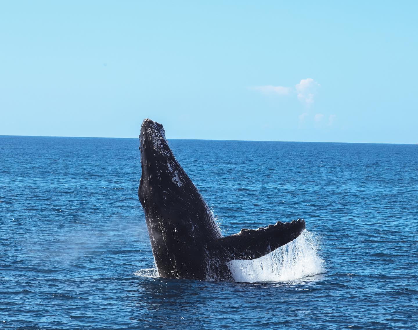 Sea Maui Whale Watch Adventure from Kaanapali Beach 2