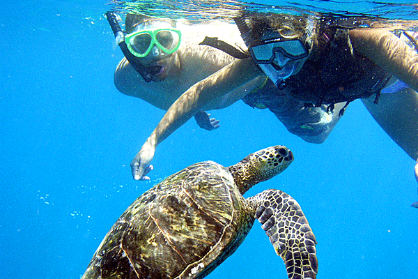 Kelii’s Kayaking & Snorkeling Makena Turtle Adventure (2.5 Hours) 5