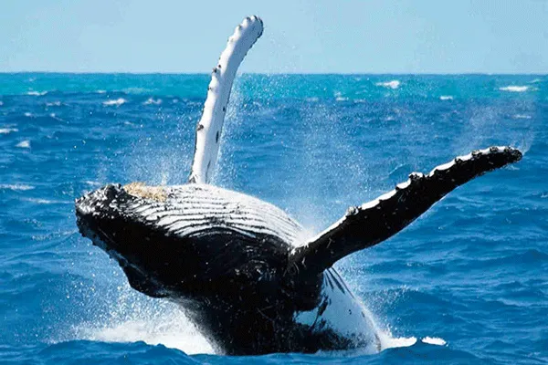 Kihei-Wailea Blue Water Rafting Whale Watch (1.5 Hours)