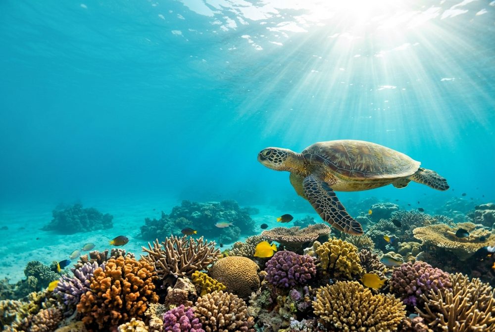 Sea Turtle